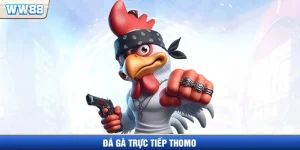 Đá gà trực tiếp Thomo