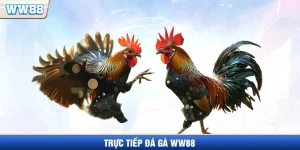 Trực tiếp đá gà WW88
